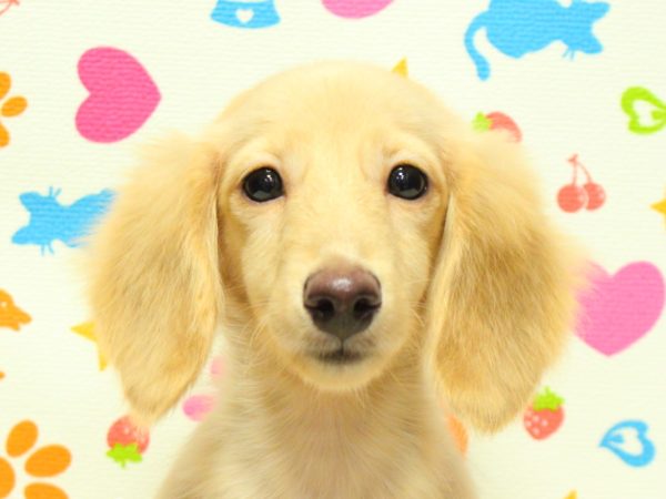 ミニチュアダックスフンド