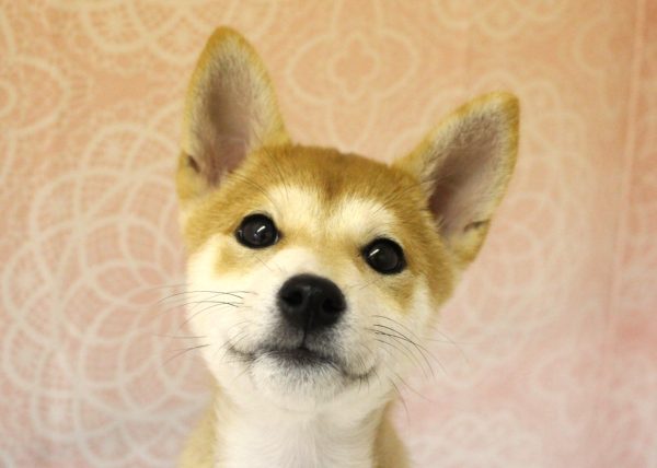 岐阜県の柴犬(標準サイズ) (ペットショッププチマリア 美濃加茂店/2026年5月22日生まれ/女の子/赤)の子犬の1枚目の画像