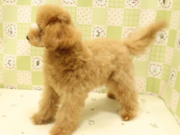 埼玉県のトイプードル(トイ) (ペットショッププチマリア 入間武蔵藤沢店/2026年5月15日生まれ/男の子/レッドフォーン)の子犬の3枚目の画像