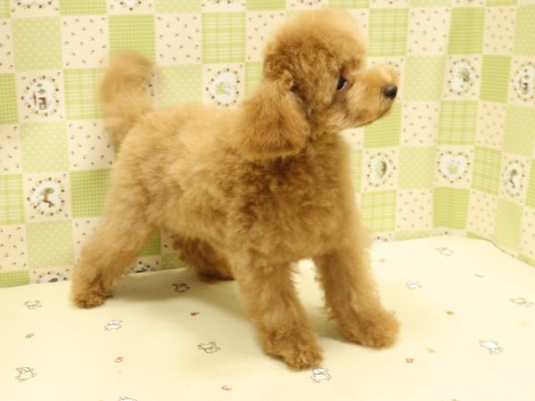 埼玉県のトイプードル(トイ) (ペットショッププチマリア 入間武蔵藤沢店/2026年5月15日生まれ/男の子/レッドフォーン)の子犬の4枚目の画像