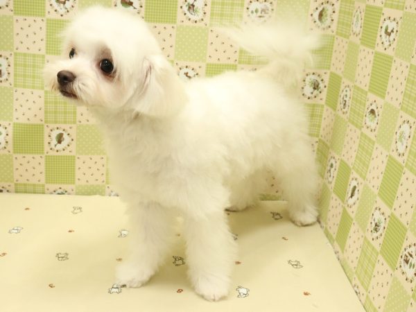 埼玉県のチワマル/マルチワ(チワワ×マルチーズ) (ペットショッププチマリア 入間武蔵藤沢店/2026年3月22日生まれ/女の子/クリーム)の子犬の3枚目の画像