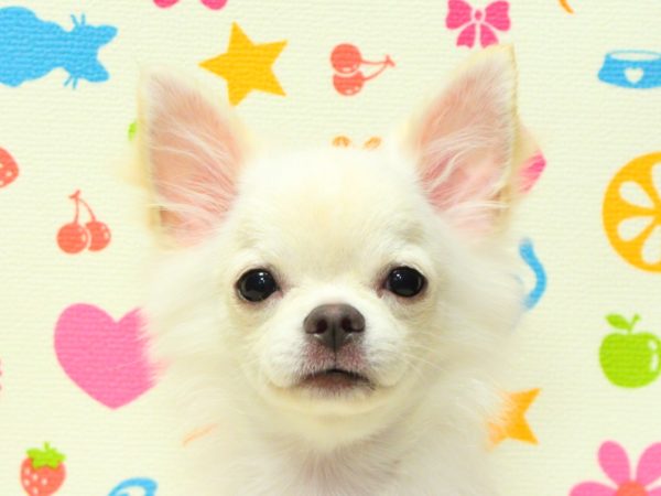 チワワ