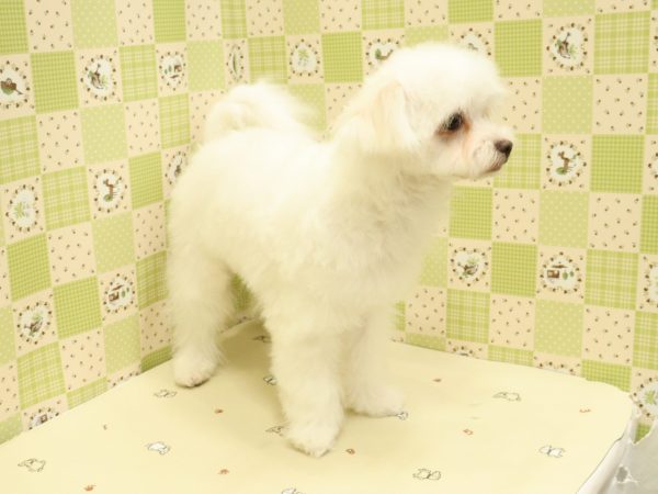 埼玉県のチワマル/マルチワ(チワワ×マルチーズ) (ペットショッププチマリア 入間武蔵藤沢店/2026年3月22日生まれ/女の子/クリーム)の子犬の4枚目の画像
