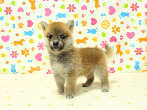 神奈川県の豆柴 (ペットショッププチマリア 横浜永田台店/2026年6月13日生まれ/女の子/赤)の子犬の2枚目の画像