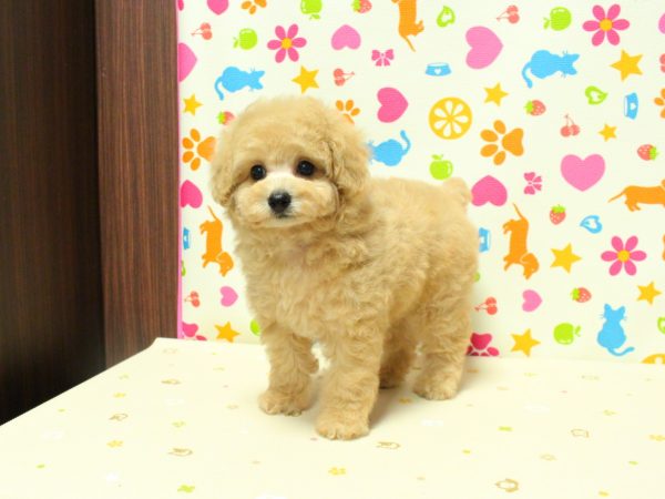 神奈川県のトイプードル(トイ) (ペットショッププチマリア 横浜永田台店/2026年6月21日生まれ/女の子/アプリコット)の子犬の2枚目の画像
