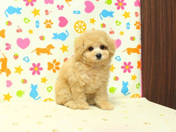 神奈川県のトイプードル(トイ) (ペットショッププチマリア 横浜永田台店/2026年6月21日生まれ/女の子/アプリコット)の子犬の4枚目の画像