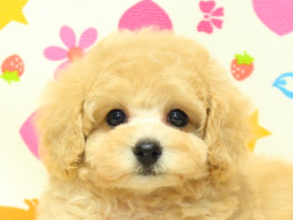 神奈川県のトイプードル(トイ) (ペットショッププチマリア 横浜永田台店/2026年6月21日生まれ/女の子/アプリコット)の子犬の1枚目の画像