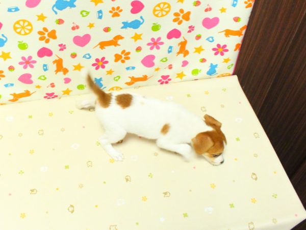 神奈川県のジャックラッセルテリア (ペットショッププチマリア 横浜永田台店/2026年6月14日生まれ/女の子/ホワイトタン)の子犬の3枚目の画像