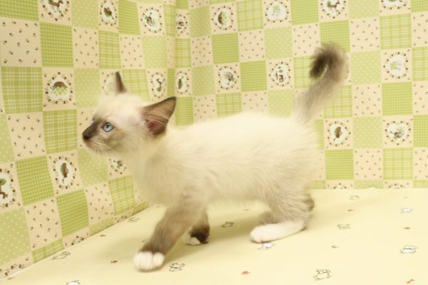 埼玉県のラグドール (ペットショッププチマリア 入間武蔵藤沢店/2026年6月22日生まれ/男の子/シールポイントミテッド)の子猫の4枚目の画像
