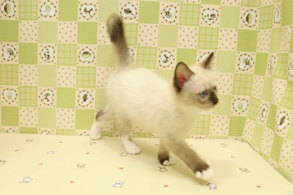 埼玉県のラグドール (ペットショッププチマリア 入間武蔵藤沢店/2026年6月22日生まれ/男の子/シールポイントミテッド)の子猫の3枚目の画像
