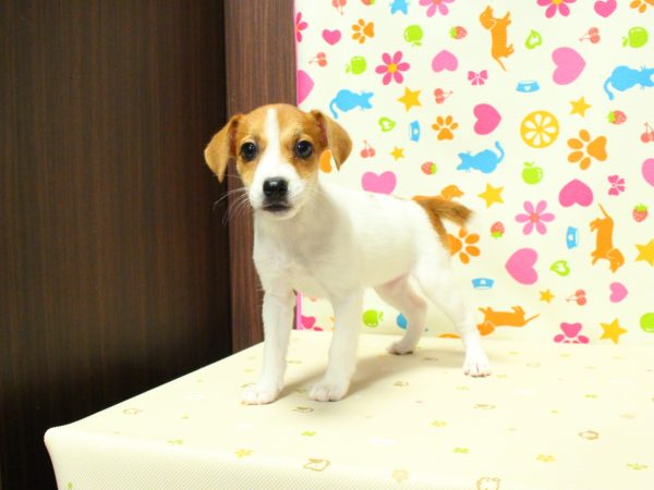 神奈川県のジャックラッセルテリア (ペットショッププチマリア 横浜永田台店/2026年6月14日生まれ/女の子/ホワイトタン)の子犬の2枚目の画像