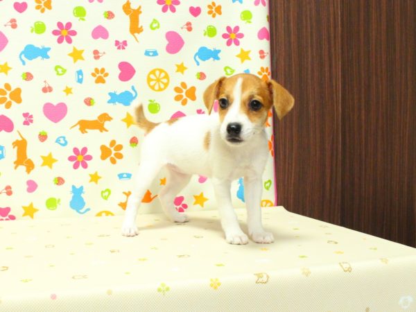 神奈川県のジャックラッセルテリア (ペットショッププチマリア 横浜永田台店/2026年6月14日生まれ/女の子/ホワイトタン)の子犬の4枚目の画像
