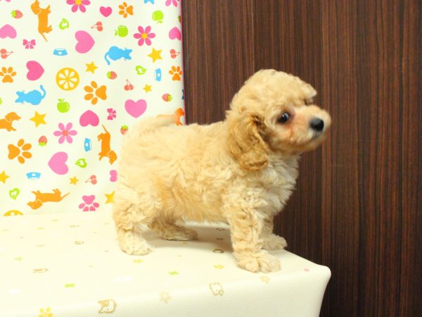神奈川県のトイプードル(トイ) (ペットショッププチマリア 横浜永田台店/2026年6月27日生まれ/男の子/ペールフォーン)の子犬の2枚目の画像