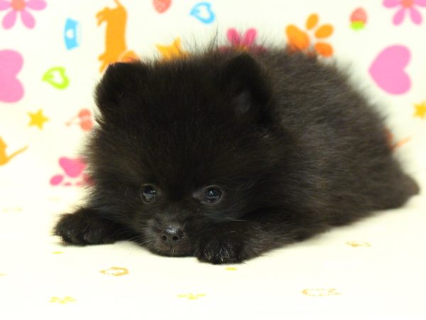 神奈川県のポメラニアン (ペットショッププチマリア 横浜永田台店/2026年6月28日生まれ/女の子/ブラック)の子犬の3枚目の画像