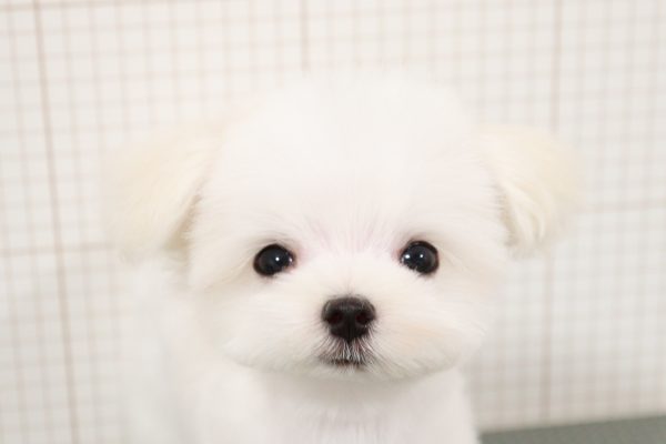 マルチーズ