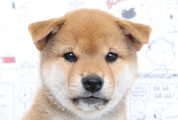 柴犬