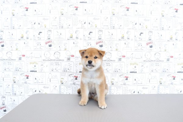 三重県の柴犬(標準サイズ) (ペットショッププチマリア　イオンタウン松阪船江店/2026年6月3日生まれ/男の子/赤)の子犬の4枚目の画像