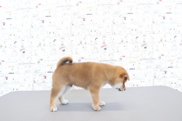 三重県の柴犬(標準サイズ) (ペットショッププチマリア　イオンタウン松阪船江店/2026年6月3日生まれ/男の子/赤)の子犬の3枚目の画像
