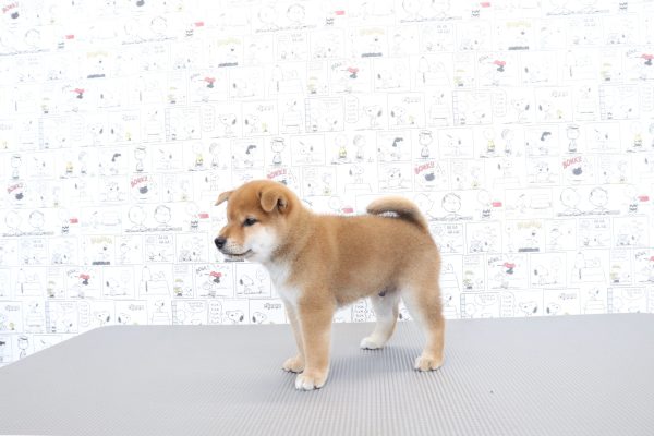 三重県の柴犬(標準サイズ) (ペットショッププチマリア　イオンタウン松阪船江店/2026年6月3日生まれ/男の子/赤)の子犬の2枚目の画像