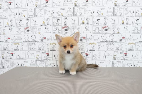 三重県のポメコーギー(ポメラニアン×コーギー) (ペットショッププチマリア　イオンタウン松阪船江店/2026年6月2日生まれ/男の子/セーブル)の子犬の4枚目の画像