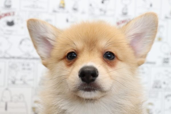 ミックス（ハーフ犬）