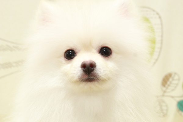 東京都のポメラニアン (ペットショッププチマリア 町田多摩境店/2026年3月10日生まれ/男の子/ホワイト)の子犬の1枚目の画像