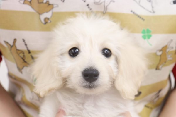 2026年6月10日生まれのミックス（ハーフ犬）
