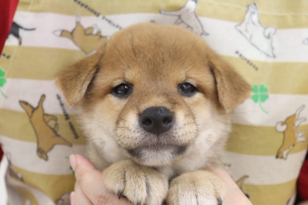 2026年6月9日生まれの柴犬(標準サイズ)
