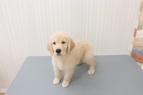 三重県のゴールデンレトリバー (ペットショッププチマリア イオンタウン伊勢ララパーク店/2026年6月4日生まれ/男の子/ゴールデンカラー)の子犬の4枚目の画像