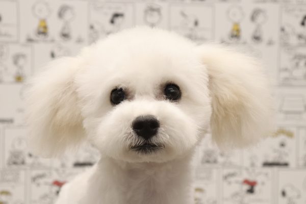 三重県のビションフリーゼ (ペットショッププチマリア　イオンタウン松阪船江店/2026年3月21日生まれ/男の子/ホワイト)の子犬の1枚目の画像