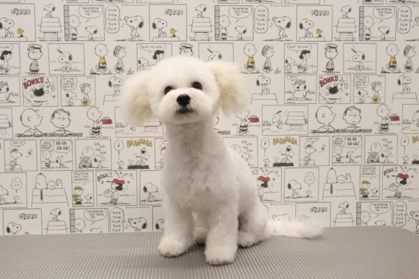 三重県のビションフリーゼ (ペットショッププチマリア　イオンタウン松阪船江店/2026年3月21日生まれ/男の子/ホワイト)の子犬の4枚目の画像