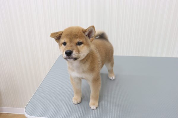 三重県の柴犬(標準サイズ) (ペットショッププチマリア イオンタウン伊勢ララパーク店/2026年6月9日生まれ/男の子/赤)の子犬の4枚目の画像