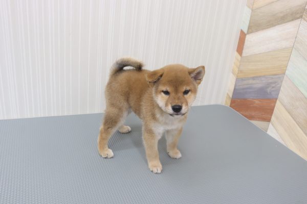 三重県の柴犬(標準サイズ) (ペットショッププチマリア イオンタウン伊勢ララパーク店/2026年6月9日生まれ/男の子/赤)の子犬の3枚目の画像