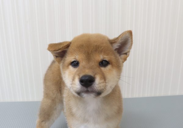 柴犬