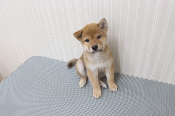 三重県の柴犬(標準サイズ) (ペットショッププチマリア イオンタウン伊勢ララパーク店/2026年6月9日生まれ/男の子/赤)の子犬の2枚目の画像