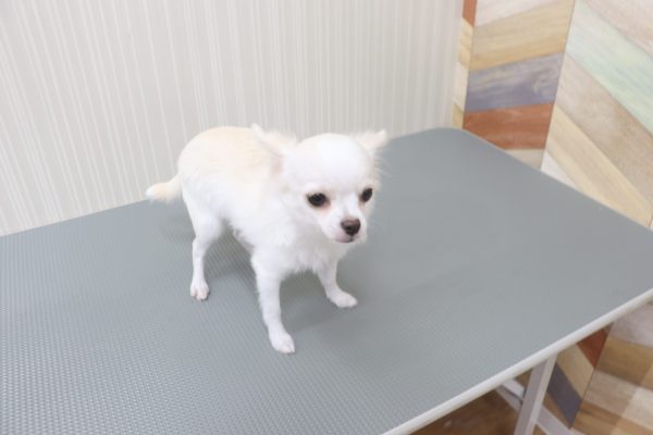 三重県のチワワ(ロング) (ペットショッププチマリア イオンタウン伊勢ララパーク店/2026年3月20日生まれ/男の子/ホワイトクリーム)の子犬の4枚目の画像