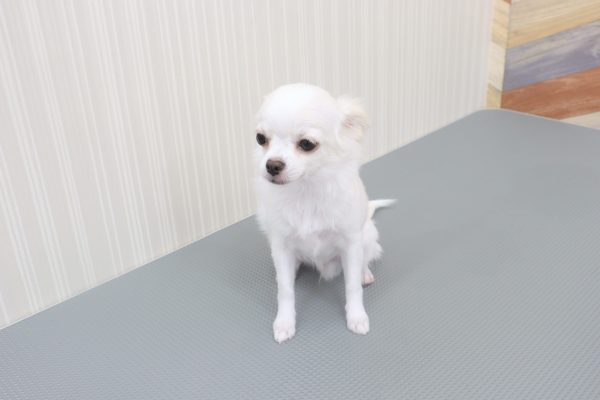 三重県のチワワ(ロング) (ペットショッププチマリア イオンタウン伊勢ララパーク店/2026年3月20日生まれ/男の子/ホワイトクリーム)の子犬の2枚目の画像