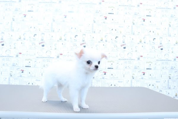 三重県のチワワ(ロング) (ペットショッププチマリア　イオンタウン松阪船江店/2026年5月15日生まれ/男の子/クリーム)の子犬の3枚目の画像