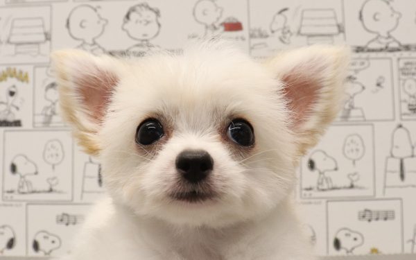 三重県のチワマル/マルチワ(チワワ×マルチーズ) (ペットショッププチマリア　イオンタウン松阪船江店/2026年4月18日生まれ/女の子/クリーム)の子犬の1枚目の画像