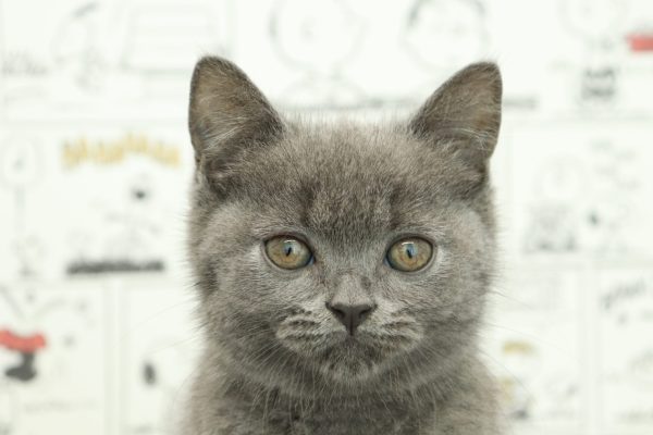 ブリティッシュ