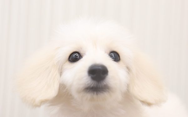 ミックス（ハーフ犬）