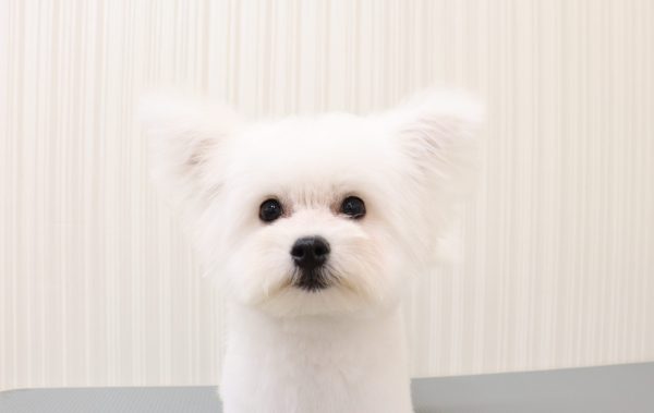 ミックス（ハーフ犬）