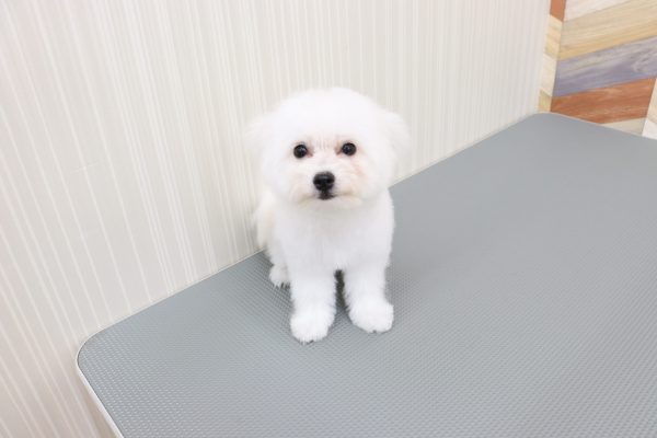 三重県のポメビション(ポメラニアン×ビションフリーゼ) (ペットショッププチマリア イオンタウン伊勢ララパーク店/2026年3月23日生まれ/女の子/クリーム)の子犬の2枚目の画像