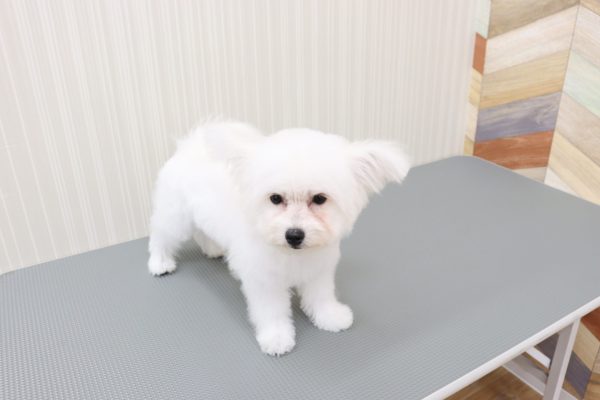 三重県のポメビション(ポメラニアン×ビションフリーゼ) (ペットショッププチマリア イオンタウン伊勢ララパーク店/2026年3月23日生まれ/女の子/クリーム)の子犬の3枚目の画像