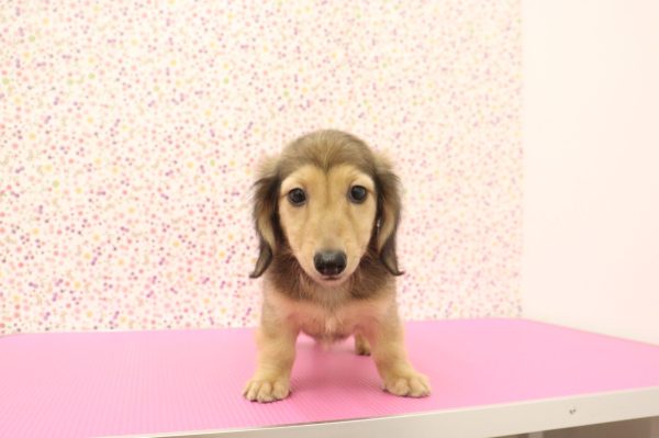 愛知県のミニチュアダックスフンド(ロング) (ペットショッププチマリア イオンタウン弥富店/2026年5月25日生まれ/男の子/シェーデットレッド)の子犬の2枚目の画像
