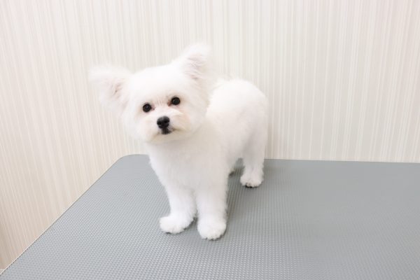 三重県のポメビション(ポメラニアン×ビションフリーゼ) (ペットショッププチマリア イオンタウン伊勢ララパーク店/2026年3月23日生まれ/女の子/クリーム)の子犬の4枚目の画像