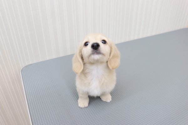 三重県のミニチュアダックスフンド(ロング) (ペットショッププチマリア イオンタウン伊勢ララパーク店/2026年6月13日生まれ/男の子/イエロー)の子犬の2枚目の画像