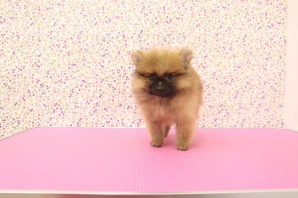 愛知県のポメラニアン (ペットショッププチマリア イオンタウン弥富店/2026年5月31日生まれ/男の子/オレンジ)の子犬の4枚目の画像