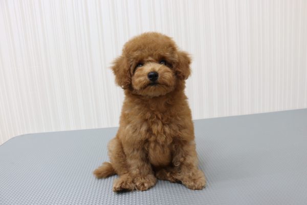 三重県のトイプードル(トイ) (ペットショッププチマリア イオンタウン伊勢ララパーク店/2026年6月16日生まれ/女の子/オレンジフォーン)の子犬の2枚目の画像
