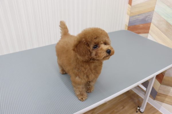 三重県のトイプードル(トイ) (ペットショッププチマリア イオンタウン伊勢ララパーク店/2026年6月16日生まれ/女の子/オレンジフォーン)の子犬の3枚目の画像